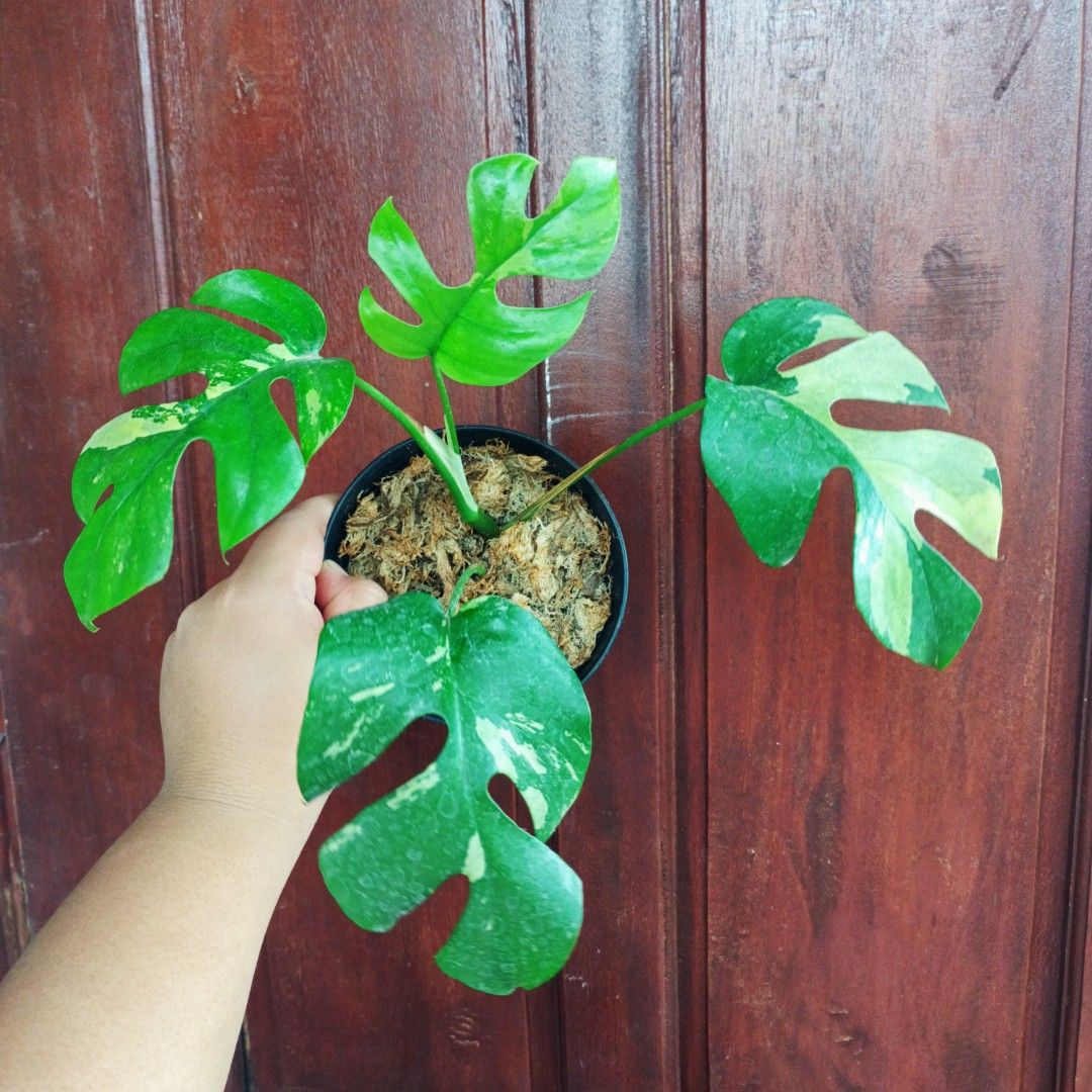 Variegated Monstera Tetrasperma White Monster (Category: Plants & Seeds) located in Makati City. Submitted by crstnemrise (Listing ID 1440016148, Image 2). Description: .