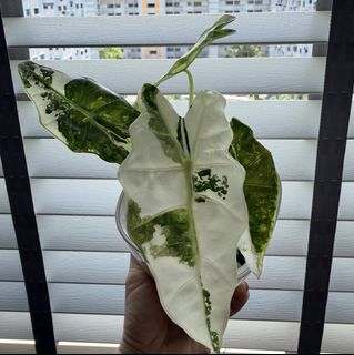 (Category: ) located in . Submitted by napnapeng (Listing ID 1429695273, Image 1). Description: .