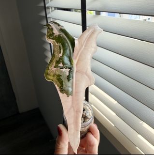 (Category: ) located in . Submitted by napnapeng (Listing ID 1440233073, Image 1). Description: .