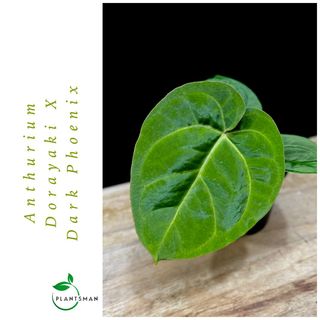 Anthurium Collection item 3