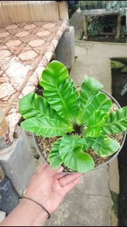 (Category: ) located in . Submitted by sindo.sg (Listing ID 1440241141, Image 1). Description: .