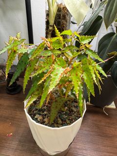 (Category: ) located in . Submitted by jubilantplants (Listing ID 1440236161, Image 1). Description: .