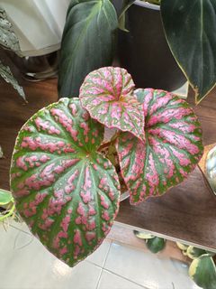 (Category: ) located in . Submitted by jubilantplants (Listing ID 1440237826, Image 1). Description: .
