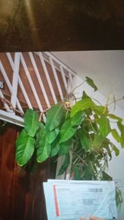 (Category: ) located in . Submitted by limiteditiontm (Listing ID 1440212595, Image 1). Description: .
