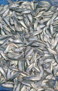 (Category: ) located in . Submitted by fisherman_baits609 (Listing ID 249409578, Image 1). Description: .