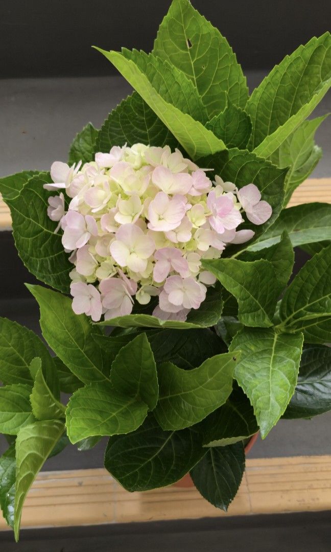 Hydrangea plant466176781730467841