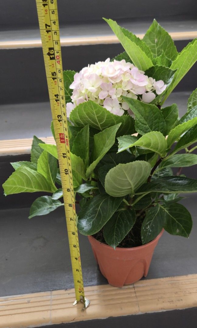 Hydrangea plant466176781730467840
