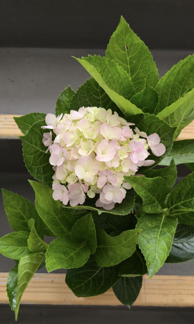 Hydrangea plant466176781730467842