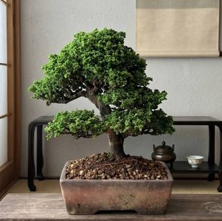 Feroniella Bonsai Tree, Furniture & Home Living, Gardening, Plants & Seeds  on Carousell