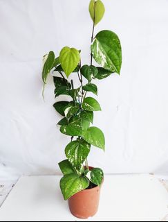 (Category: ) located in . Submitted by goodflorist (Listing ID 1440321560, Image 1). Description: .