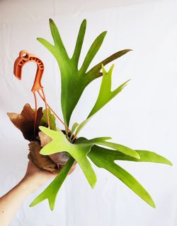 (Category: ) located in . Submitted by goodflorist (Listing ID 1440327273, Image 1). Description: .
