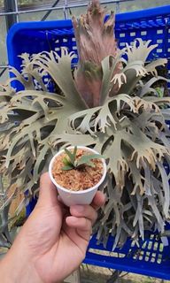 Platycerium and other plants Collection item 3