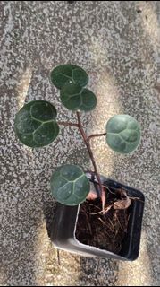 (Category: ) located in . Submitted by sindo.sg (Listing ID 1440334739, Image 1). Description: .