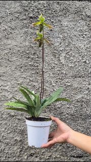 (Category: ) located in . Submitted by sindo.sg (Listing ID 1440242787, Image 1). Description: .