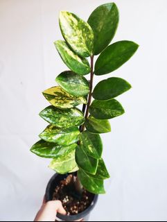 (Category: ) located in . Submitted by goodflorist (Listing ID 1440322346, Image 1). Description: .