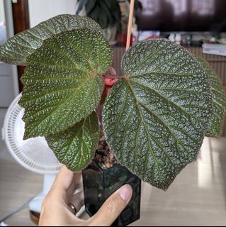 （分類：）位於 。 由 tsetk 提交（商品編號 1440386886，圖片 1）。簡介： 。
