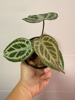 (Category: ) located in . Submitted by seletar_plants (Listing ID 1440477115, Image 1). Description: .