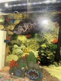 (Category: ) located in . Submitted by wwwlee (Listing ID 1440505723, Image 1). Description: .