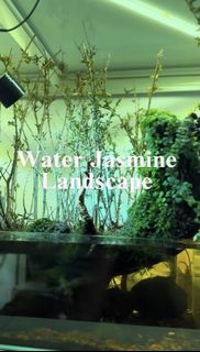 (Category: ) located in . Submitted by nature_art_studio (Listing ID 1434854983, Image 1). Description: .