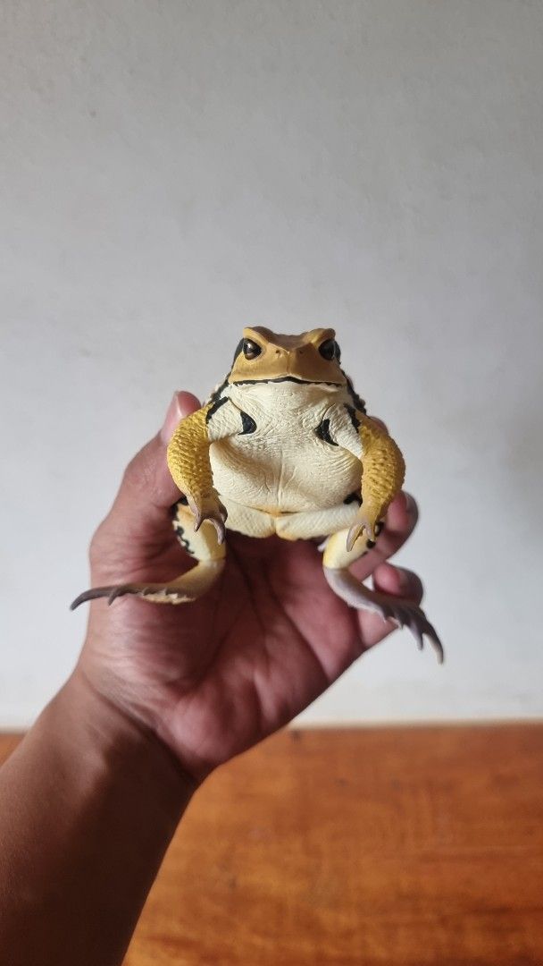 Japanese Common Toad - Ikimon Nature Techni Colour (Category: Figurines & Statues) located in Consolacion. Submitted by zeon27 (Listing ID 1440489712, Image 1). Description: *DISCLAIMER: this is a realistic toy/figure, not a real animal Japanese Gachapon Brand: Ikimon Nature Techni Colour Series: Big Japanese Common Toad (Bufo japonicus) Variant: Yellow Loc: Cebu (can do meet-ups or shipping via J&T/LBC) MOP: Cash or GCash.