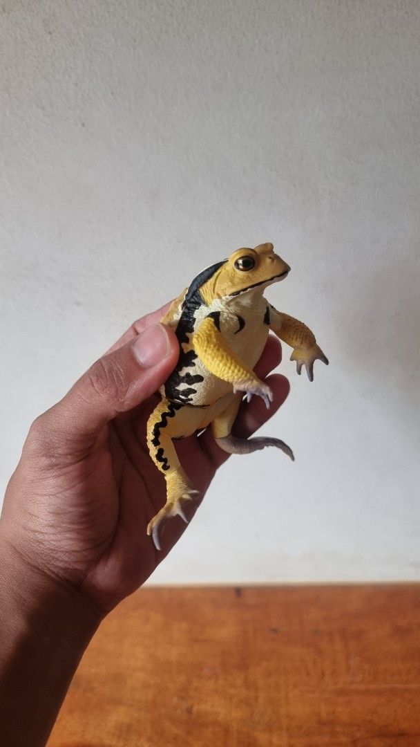 Japanese Common Toad - Ikimon Nature Techni Colour (Category: Figurines & Statues) located in Consolacion. Submitted by zeon27 (Listing ID 1440489712, Image 2). Description: *DISCLAIMER: this is a realistic toy/figure, not a real animal Japanese Gachapon Brand: Ikimon Nature Techni Colour Series: Big Japanese Common Toad (Bufo japonicus) Variant: Yellow Loc: Cebu (can do meet-ups or shipping via J&T/LBC) MOP: Cash or GCash.
