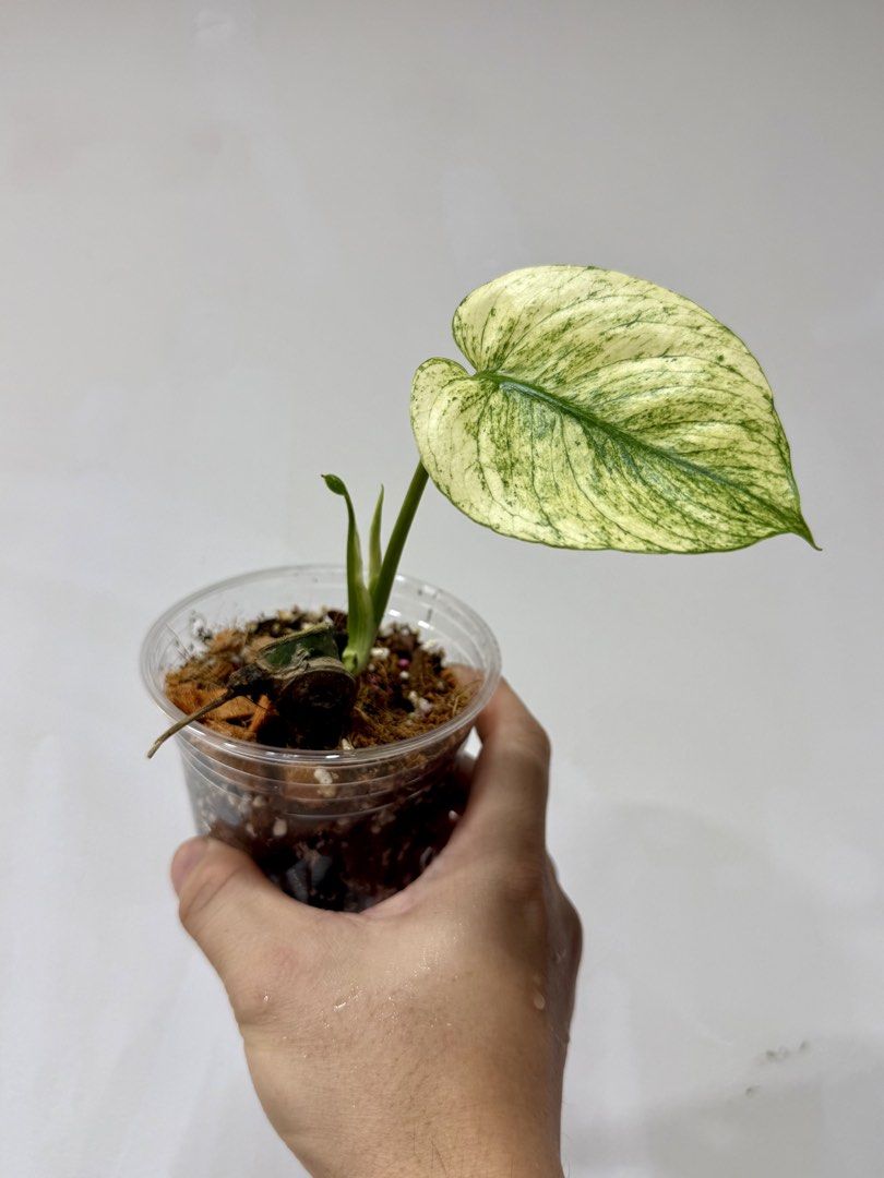 Monstera Siam mint (rare), Furniture & Home Living, Gardening, Plants &  Seeds on Carousell