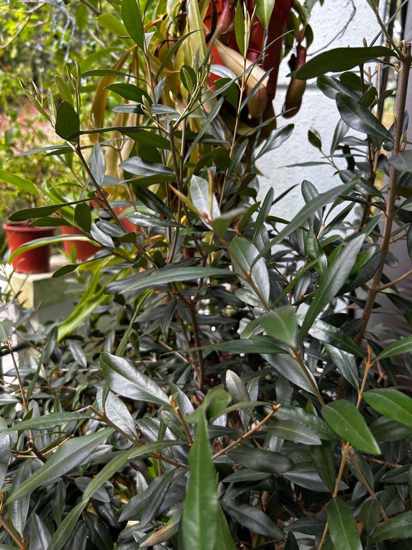 Olive Tree466401245885911043
