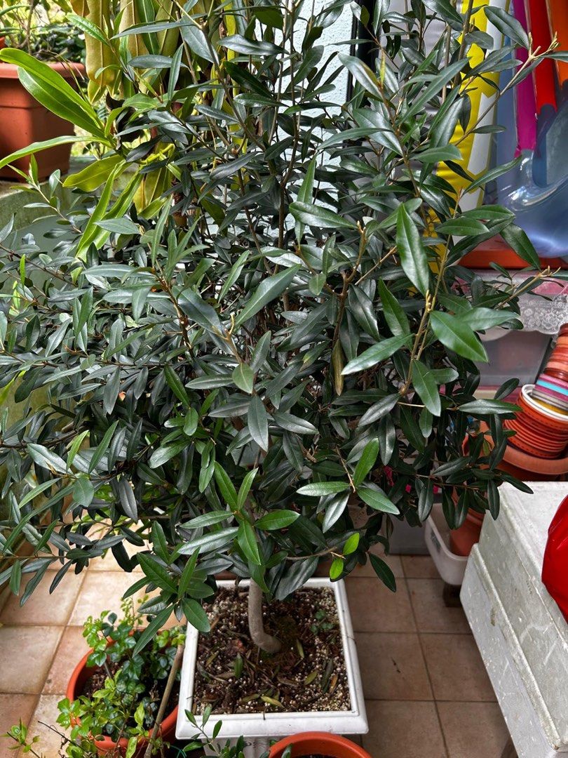 Olive Tree466401245885911042