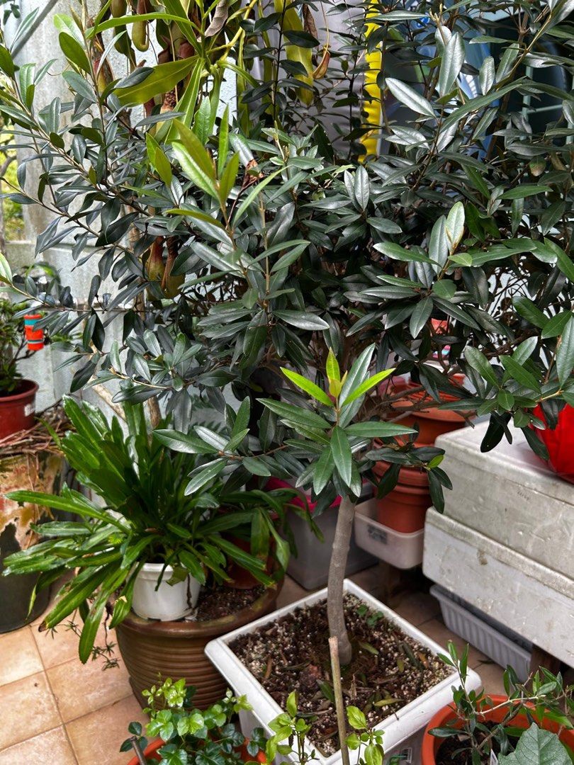 Olive Tree466401245885911041