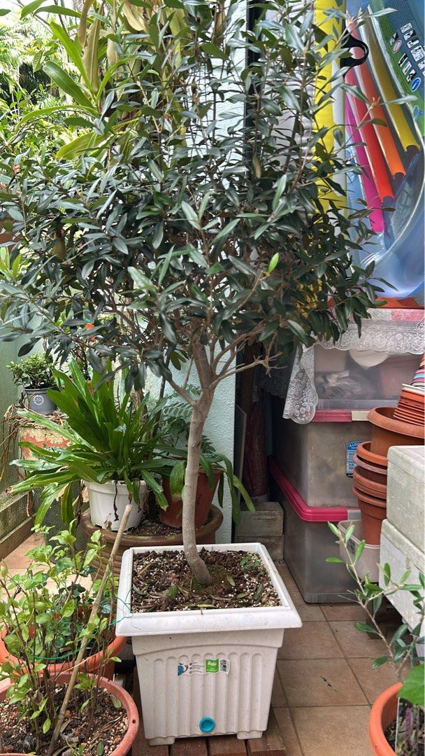 Olive Tree466401245885911040