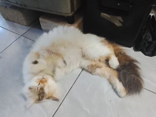 (Kategori: ) berada di . Dikirim oleh zakia21 (ID iklan 1440427197, Gambar 1). Deskripsi: .