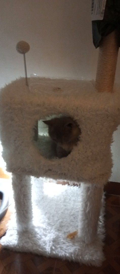 Cathouse/Cat home (Category: Homes & Other Pet Accessories) located in Las Pinas. Submitted by hmq43 (Listing ID 1440417959, Image 2). Description: Bago pa sya. minsan minsan lang gamitin ng pusa ko..