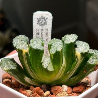 （分類：）位於 。 由 mikewillplantit 提交（商品編號 1440503885，圖片 1）。簡介： 。