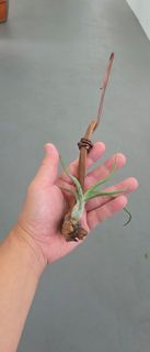 (Category: ) located in . Submitted by lereign (Listing ID 1440438289, Image 1). Description: .