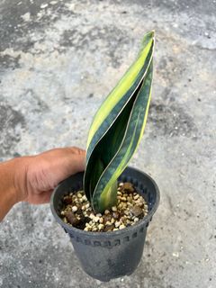 (Category: ) located in . Submitted by greenfingerssg (Listing ID 1440487177, Image 1). Description: .