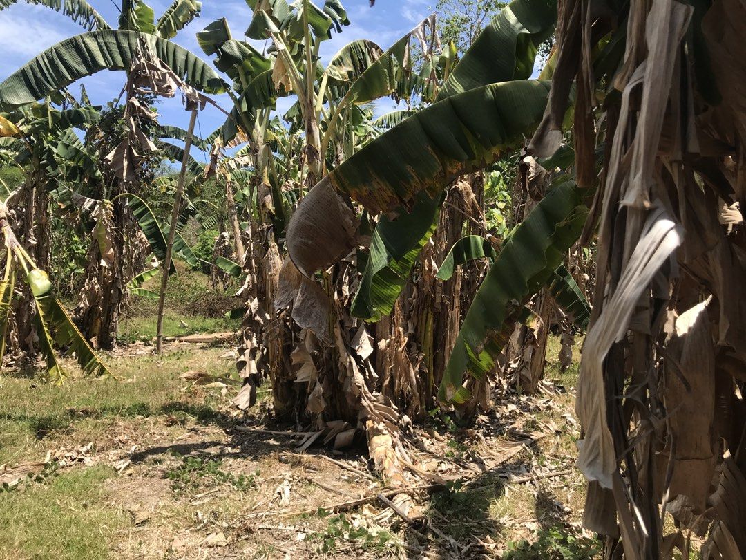 square meter Lot For sale 4000. per square meter (Category: Lot) located in Santa Rosa. Submitted by ejay052080 (Listing ID 1440614968, Image 2). Description: 3,255 square meter located Brgy. Abung Sanjuan Batangas malapit sa laiya at Şa mga beach resort ng San Juan Batangas … malapit sa kalsada at Brgy. .. Negotiable .