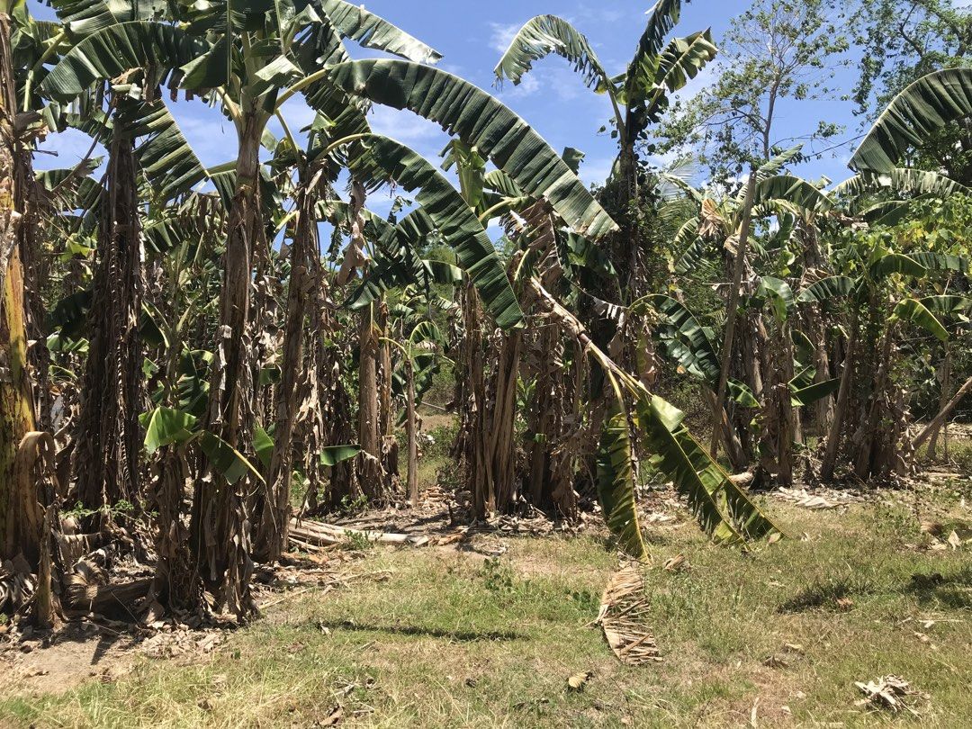 square meter Lot For sale 4000. per square meter (Category: Lot) located in Santa Rosa. Submitted by ejay052080 (Listing ID 1440614968, Image 3). Description: 3,255 square meter located Brgy. Abung Sanjuan Batangas malapit sa laiya at Şa mga beach resort ng San Juan Batangas … malapit sa kalsada at Brgy. .. Negotiable .