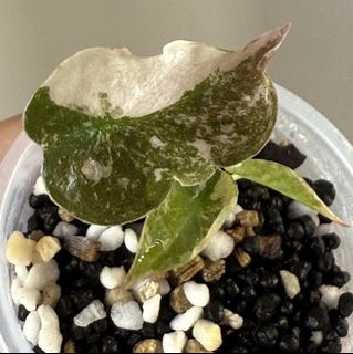 (Category: ) located in . Submitted by plant_habitat (Listing ID 1439629423, Image 1). Description: .