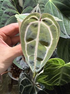 （分類：）位於 。 由 apaplants 提交（商品編號 1440651480，圖片 1）。簡介： 。