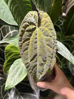 （分類：）位於 。 由 apaplants 提交（商品編號 1440652239，圖片 1）。簡介： 。