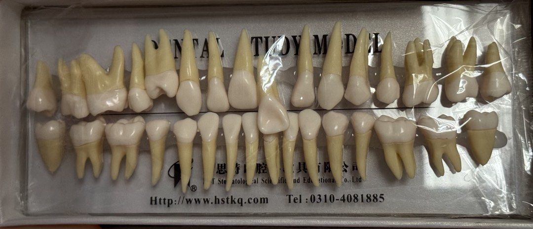 Dental Study Model Teeth (Category: Medical Supplies & Tools) located in General Trias. Submitted by dclutteringstuff (Listing ID 1440581738, Image 1). Description: - Dental study model with upper and lower teeth. - Ideal for educational purposes or practice. - Features realistic tooth anatomy. - Brand New but packaging is compromised.