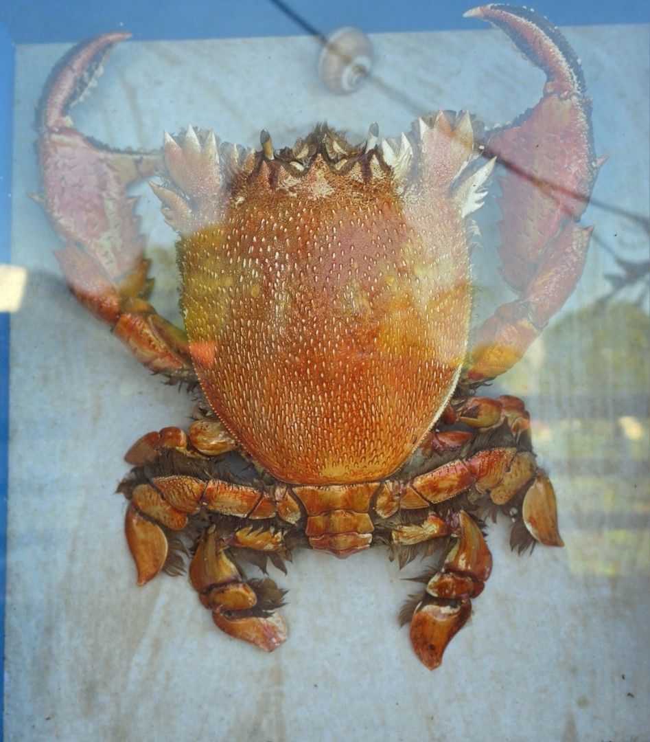 Framed Real Crab Specimen Display (Category: Frames & Pictures) located in Naga. Submitted by solamia (Listing ID 1440713251, Image 2). Description: - Unique framed real crab specimen - Dark wood shadow box frame - Crab is orange and red with prominent claws - Textured border on frame - Ready to hang - Ideal for home decor or collector's item.