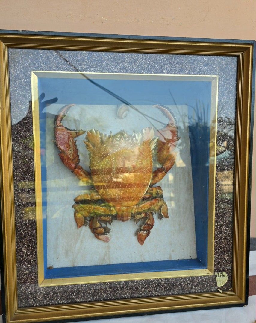 Framed Real Crab Specimen Display (Category: Frames & Pictures) located in Naga. Submitted by solamia (Listing ID 1440713251, Image 1). Description: - Unique framed real crab specimen - Dark wood shadow box frame - Crab is orange and red with prominent claws - Textured border on frame - Ready to hang - Ideal for home decor or collector's item.