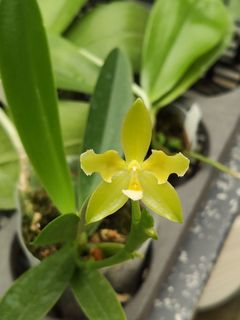 Novelty Phalaenopsis and Phalaenopsis species 收藏品 1