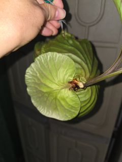 (Category: ) located in . Submitted by homegrower (Listing ID 1440612696, Image 1). Description: .