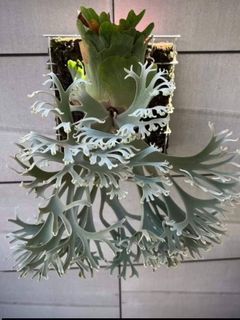 Platycerium and other plants Collection item 1