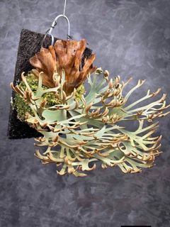 Platycerium and other plants Collection item 2