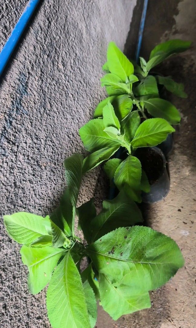 Sambong plants 🪴 (Category: Plants & Seeds) located in Quezon City. Submitted by amazingmaria3680 (Listing ID 1440629064, Image 3). Description: .