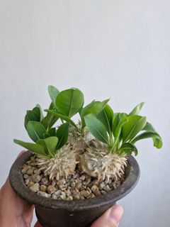 (Category: ) located in . Submitted by excess.plants (Listing ID 1430323729, Image 1). Description: .