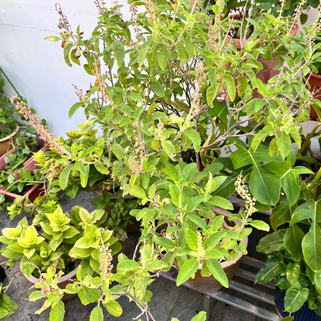 Basil443637638240686080